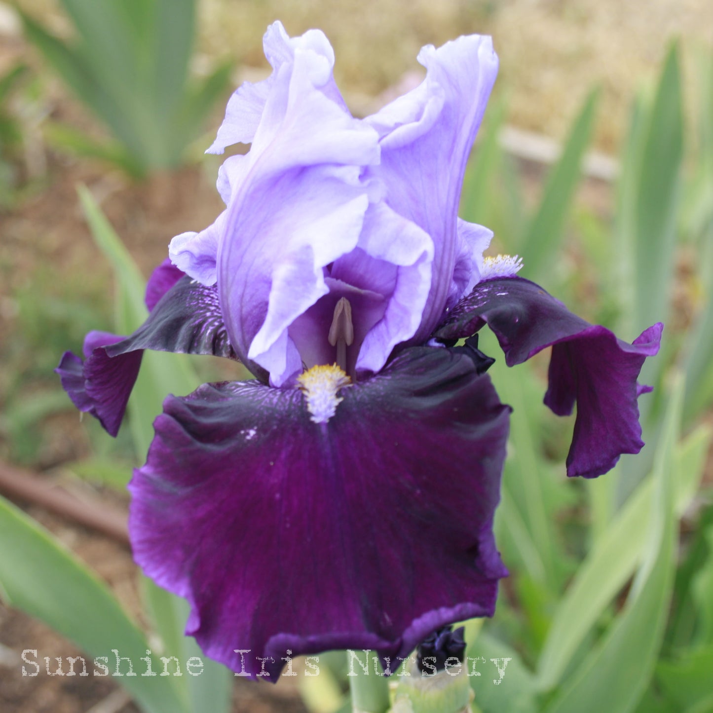 Bluebird Wine - Tall Bearded Iris