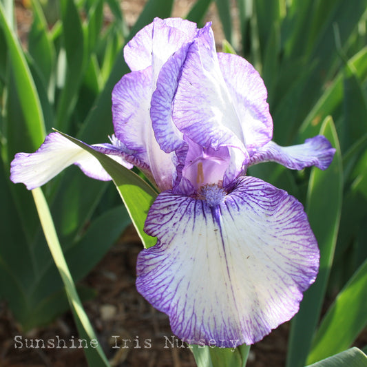 Bold Print - Median Bearded Iris