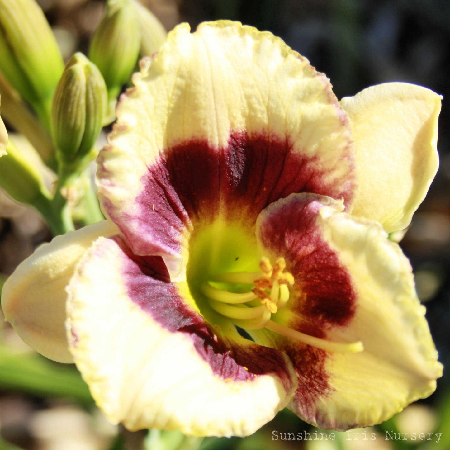 Border Bride - Large Daylily