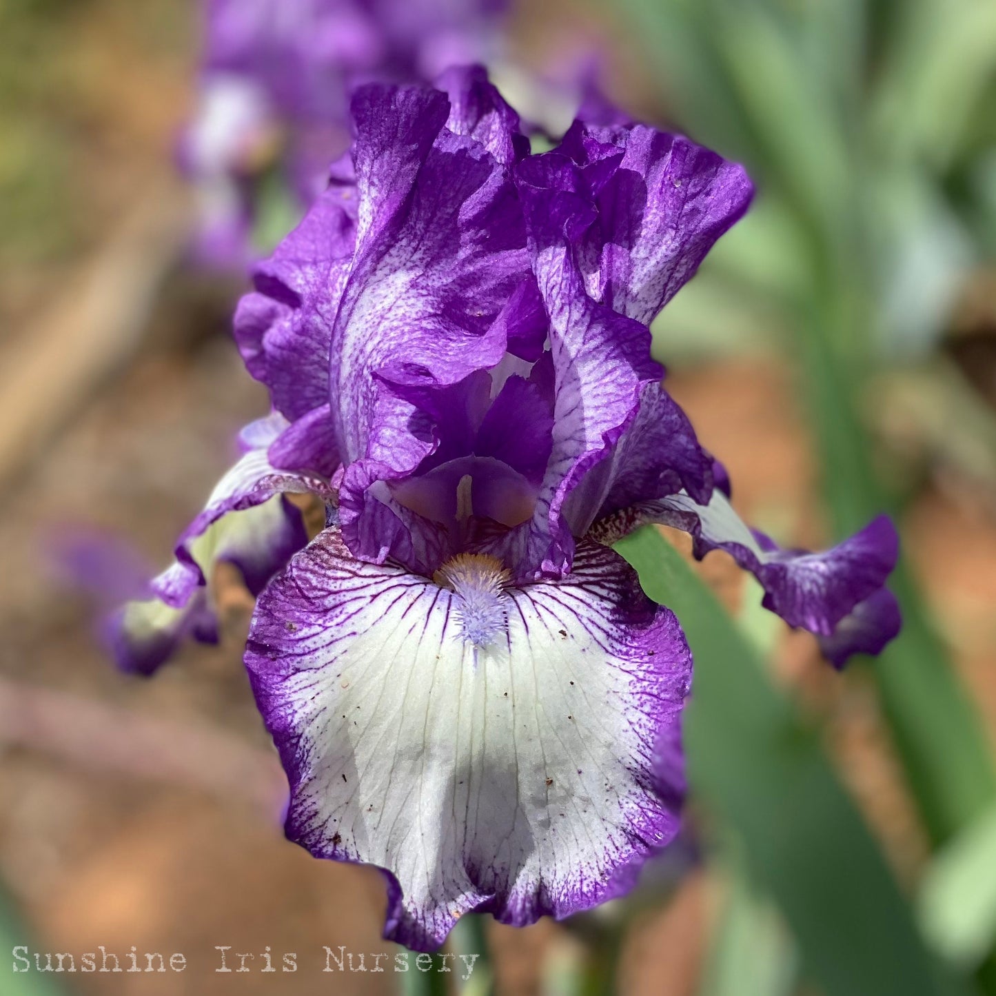 Bountiful Harvest - Tall Bearded Iris