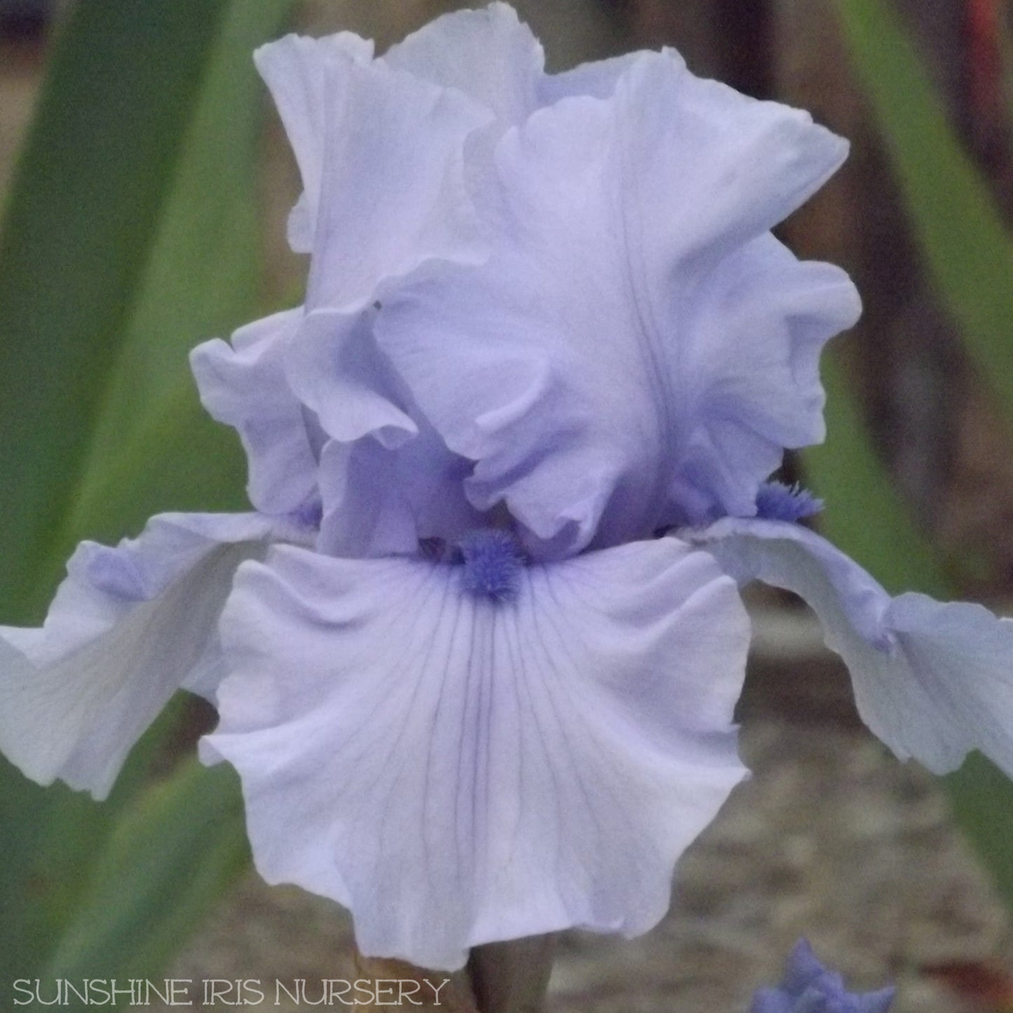 Boys In Blue - Tall Bearded Iris
