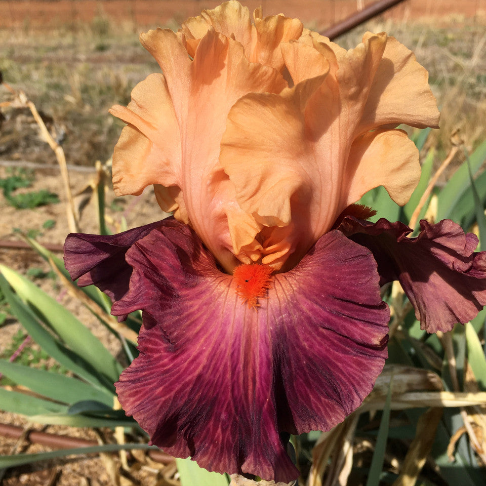 Braggadocio - Tall Bearded Iris