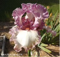 Brazen Beauty - Tall Bearded Iris