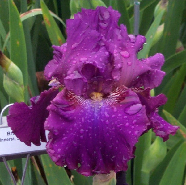 Brazenberry - Tall Bearded Iris