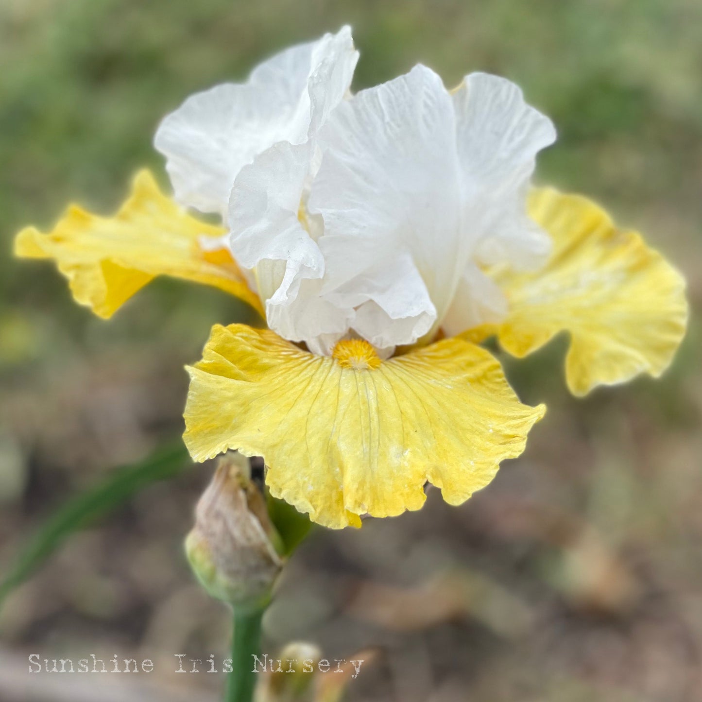 Breezes - Tall Bearded Iris