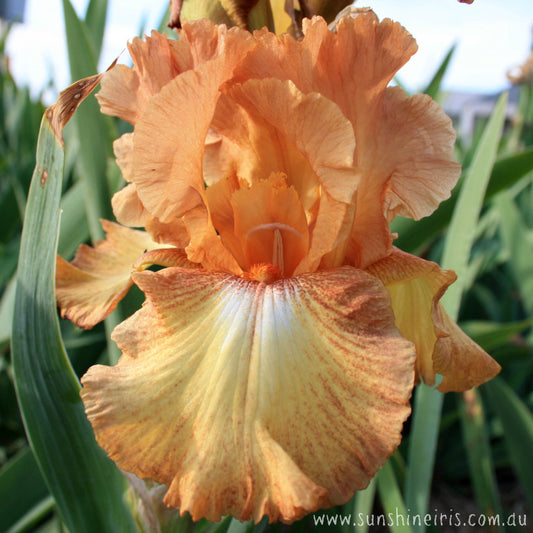 Bronze Fawn - Tall Bearded Iris