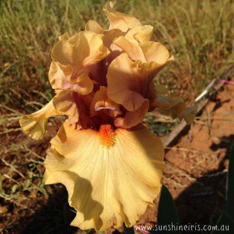 Broome Sunset - Tall Bearded Iris