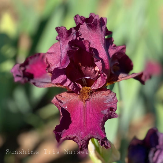 Burgundy Bubbles - Tall Bearded Iris