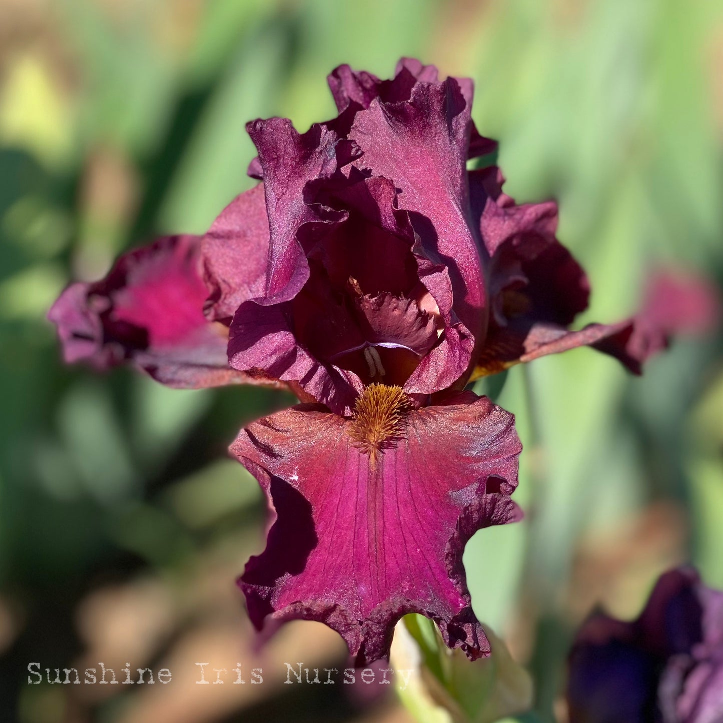 Burgundy Bubbles - Tall Bearded Iris