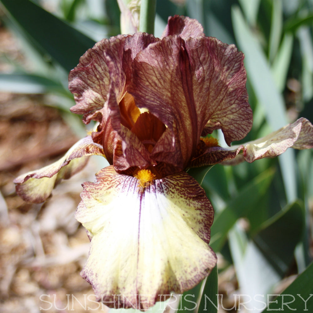 Burgundy Brown - Tall Bearded Iris