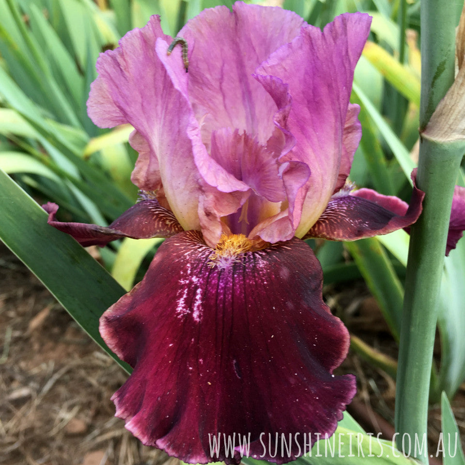 Burgundy Party - Tall Bearded Iris