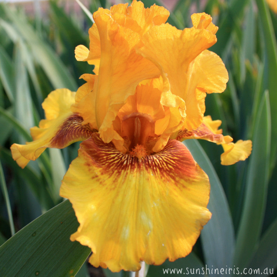 Burst - Tall Bearded Iris