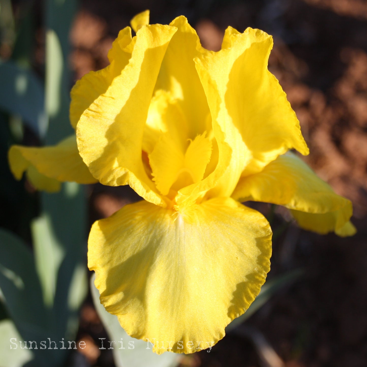 Butter Cookie - Median Bearded Iris