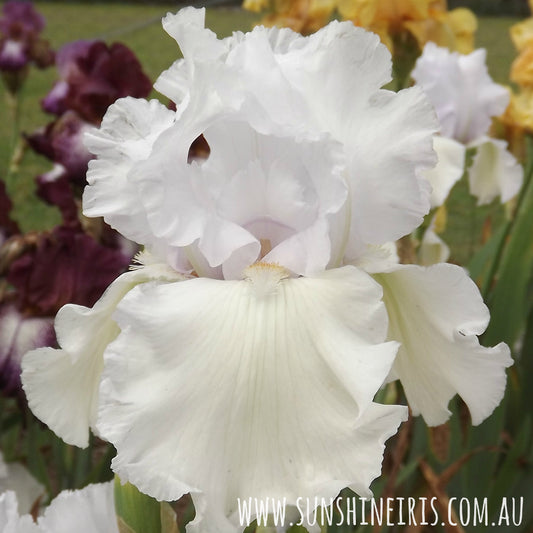 Coconut Milk - Tall Bearded Iris