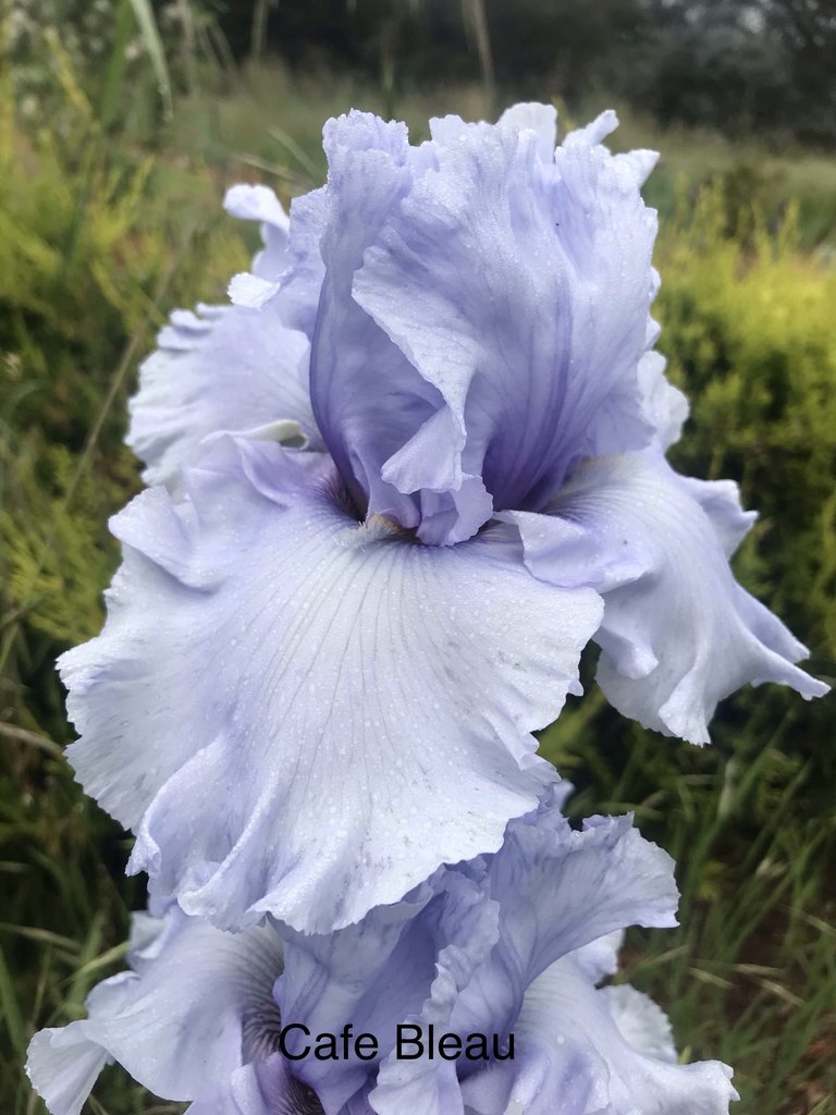 Cafe Bleu - Tall Bearded Iris