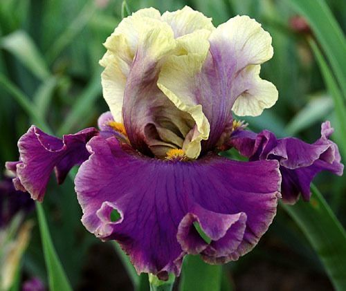 Cafe d'Amour - Tall Bearded Iris
