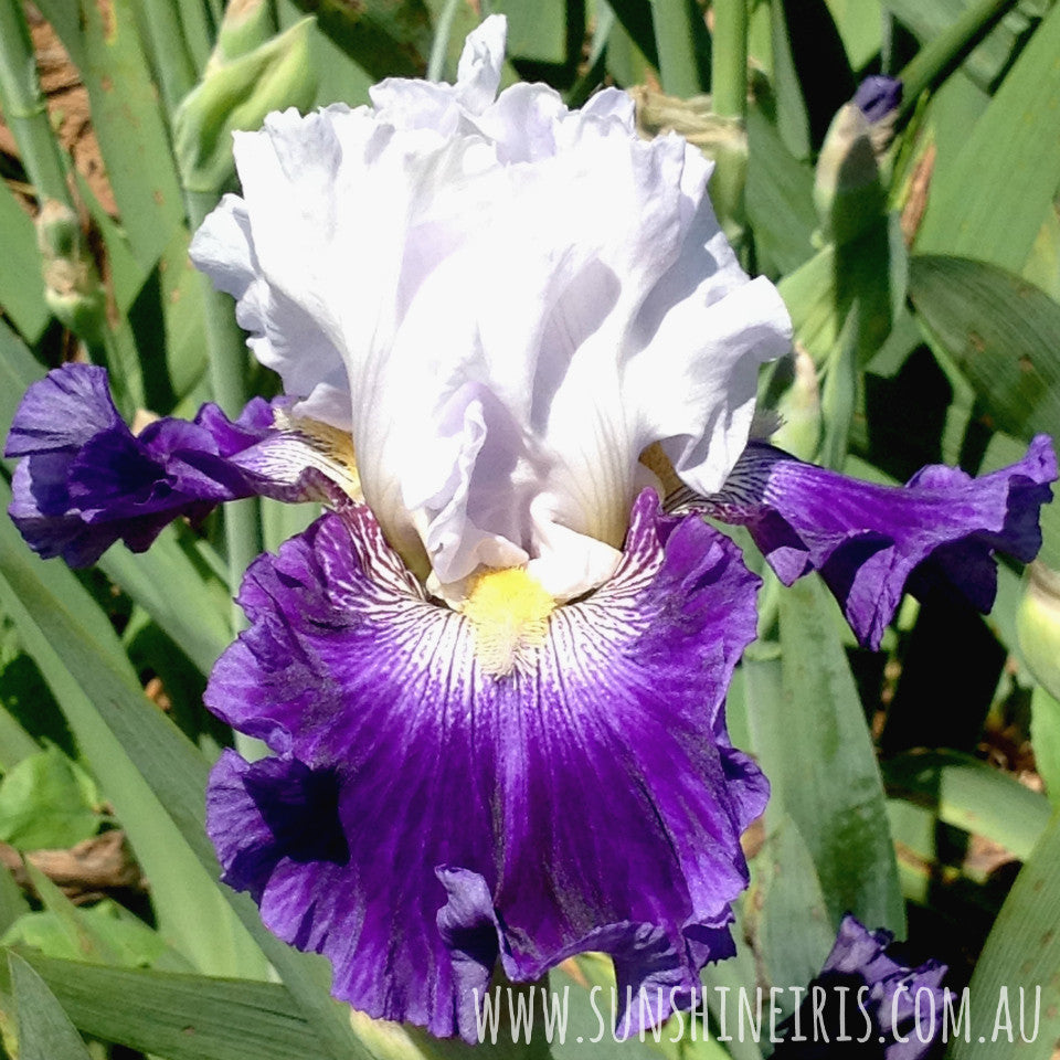 Calling - Tall Bearded Iris