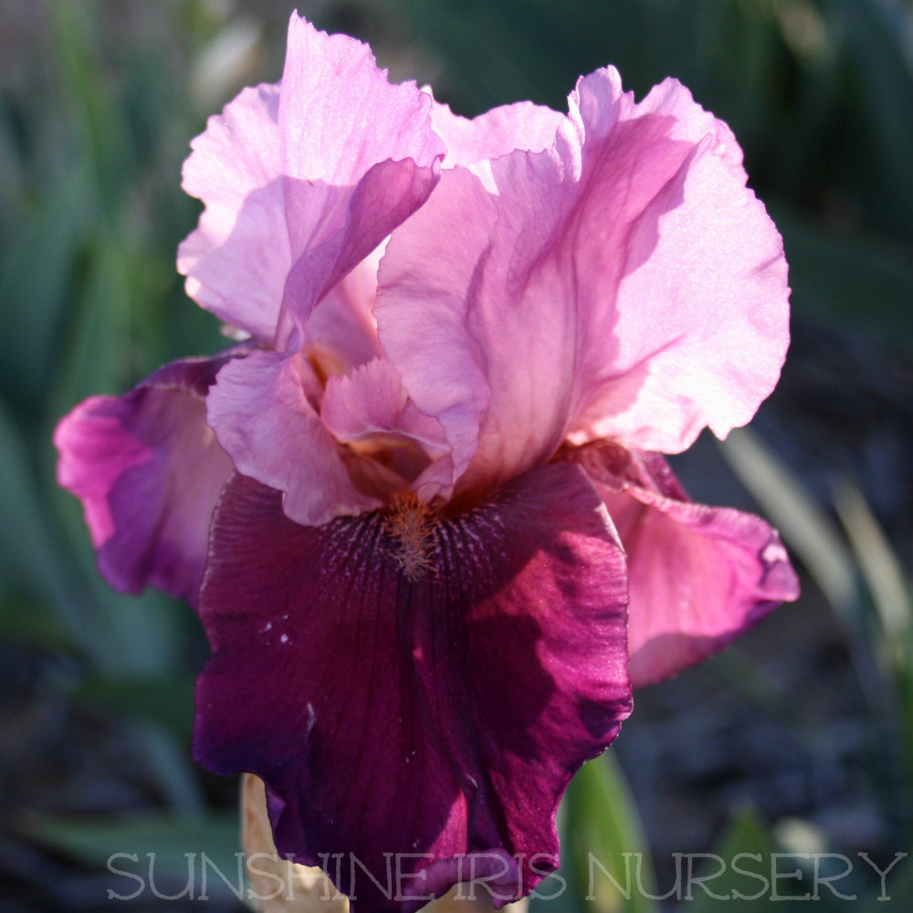 Camelot Rose - Tall Bearded Iris
