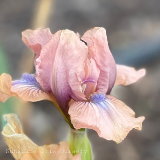 Chanted - Dwarf Bearded Iris