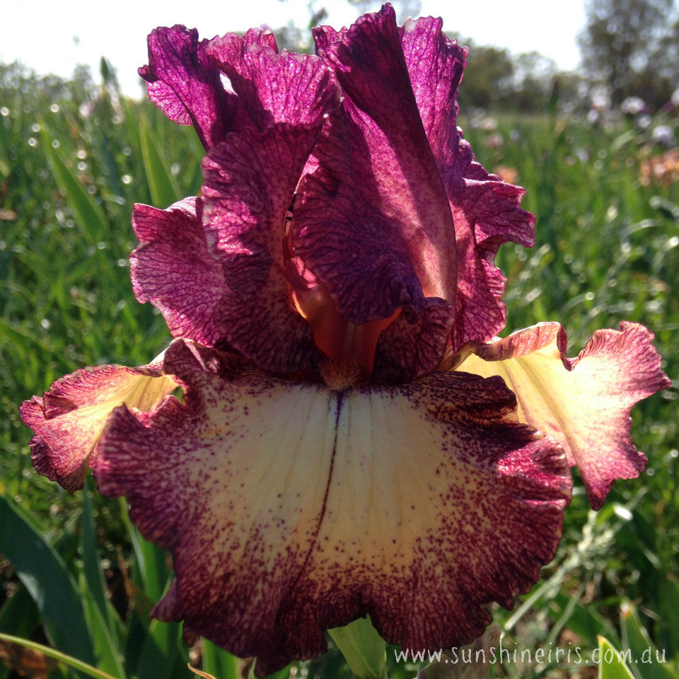 Chatter - Tall Bearded Iris