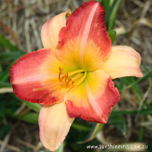 Cherry Chapeau - Large Daylily