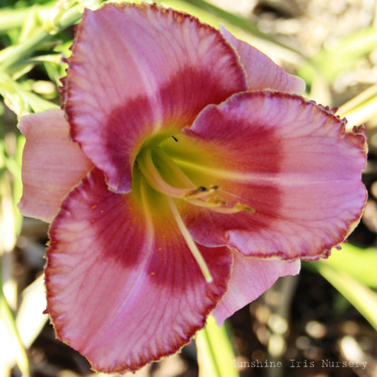 Cherrystone - Large Daylily