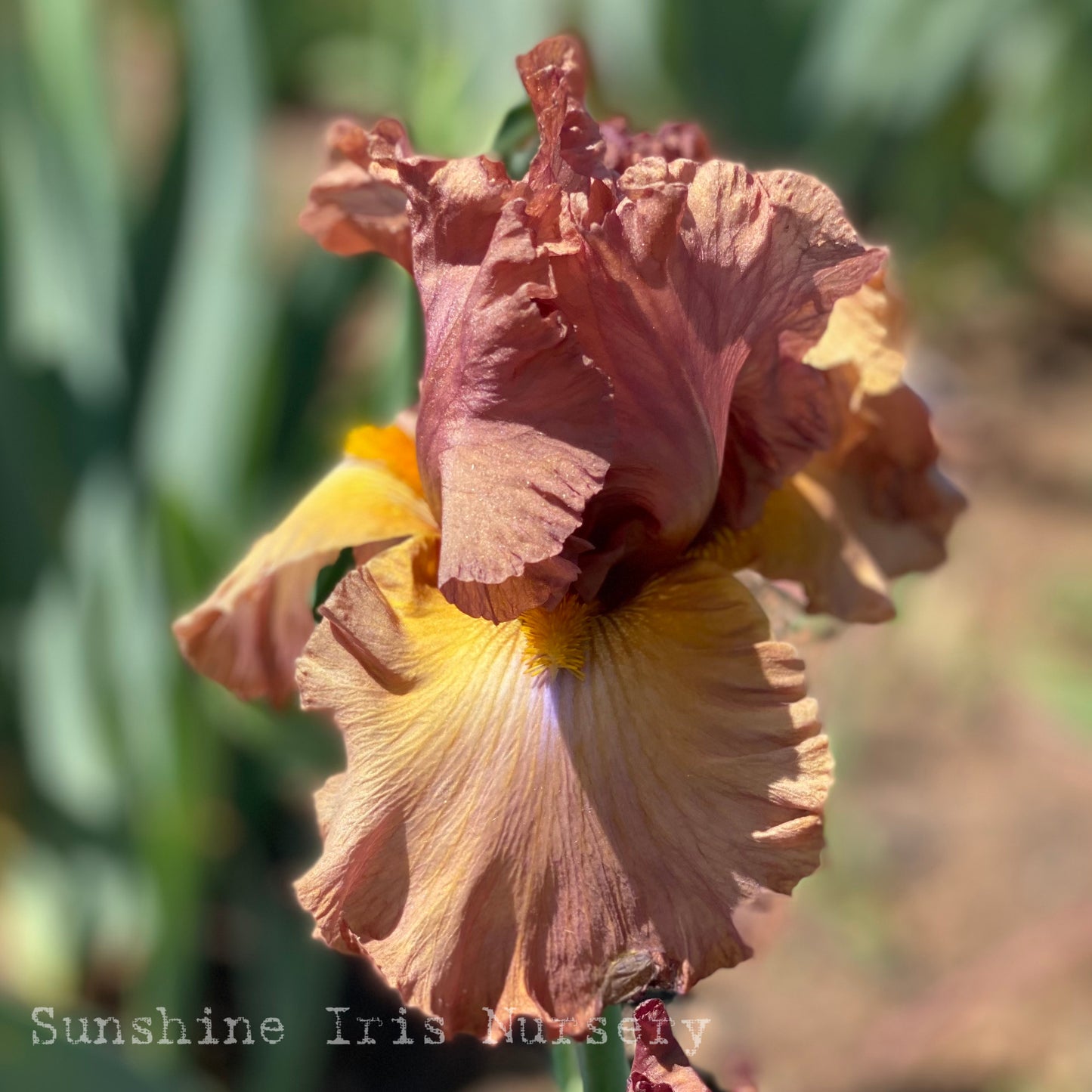 Chestnut Avenue - Tall Bearded Iris