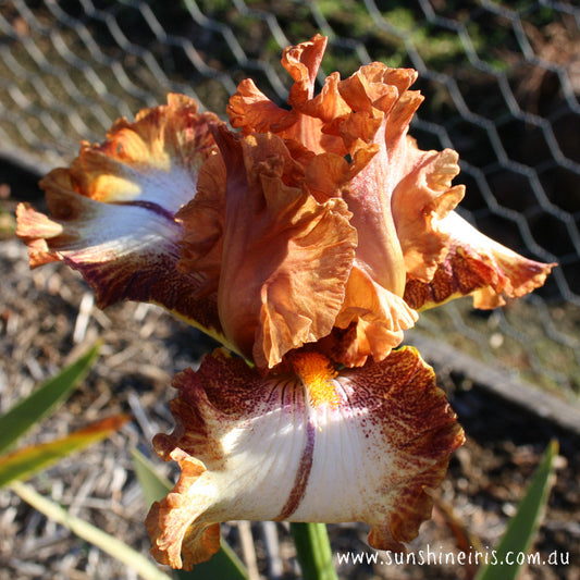 Chickasaw Sue - Median Bearded Iris