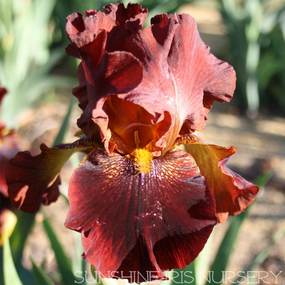 Chief Hematite - Tall Bearded Iris