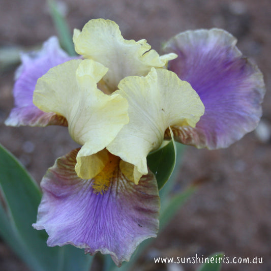 Child Star - Median Bearded Iris