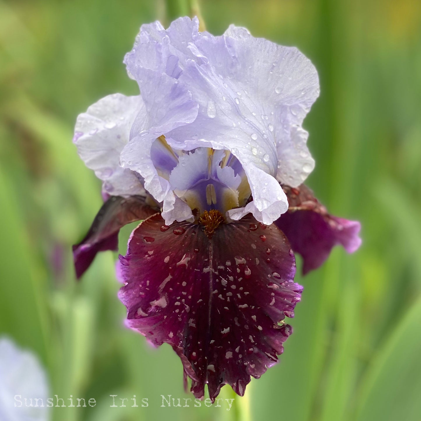 Chinese Empress - Tall Bearded Iris