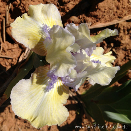 Chirrup - Dwarf Bearded Iris