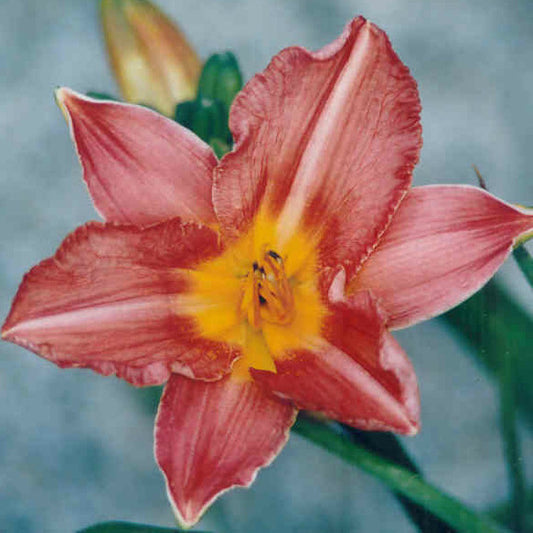 Chitagong - Large Daylily