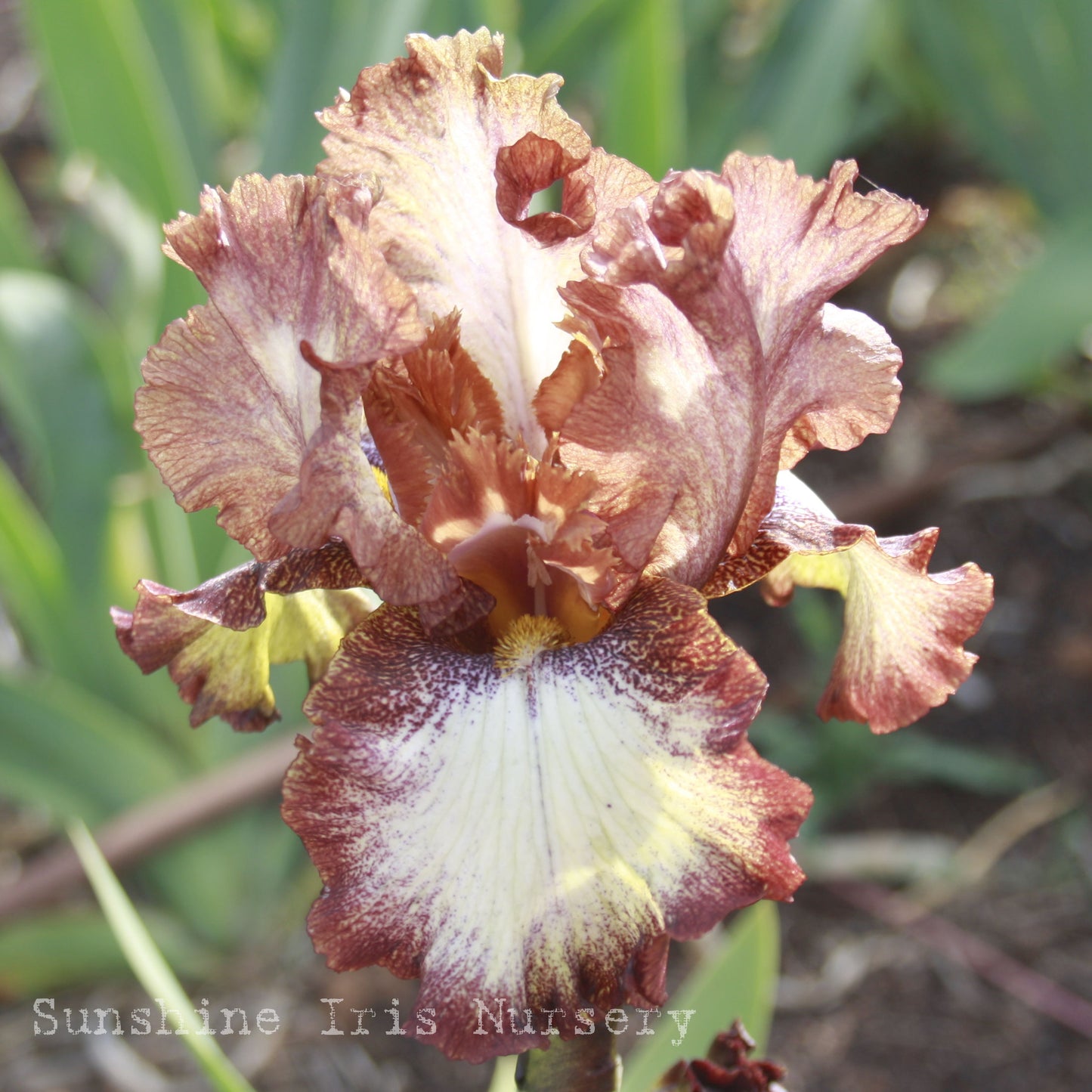 Chocolate Royale - Tall Bearded Iris