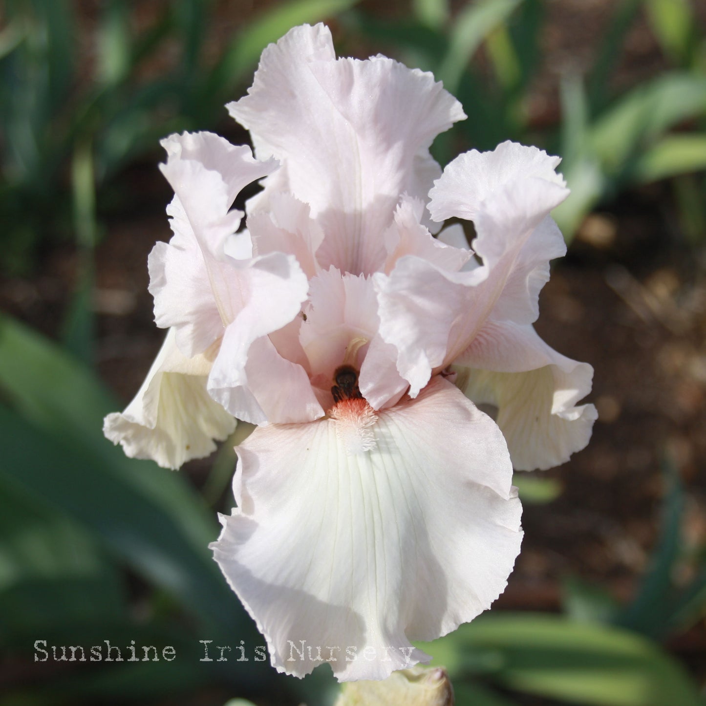Choir Girl - Tall Bearded Iris