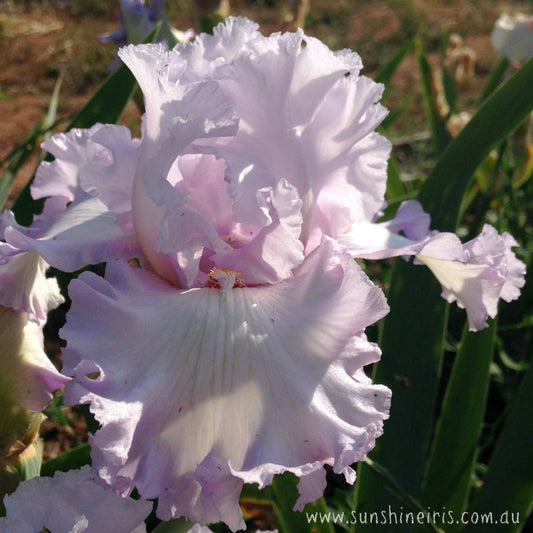 Christmas Present - Tall Bearded Iris