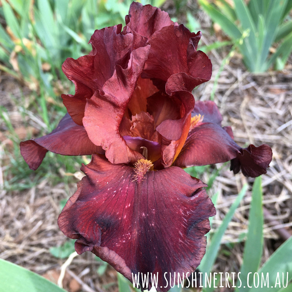 Cinders Britches - Median Bearded Iris