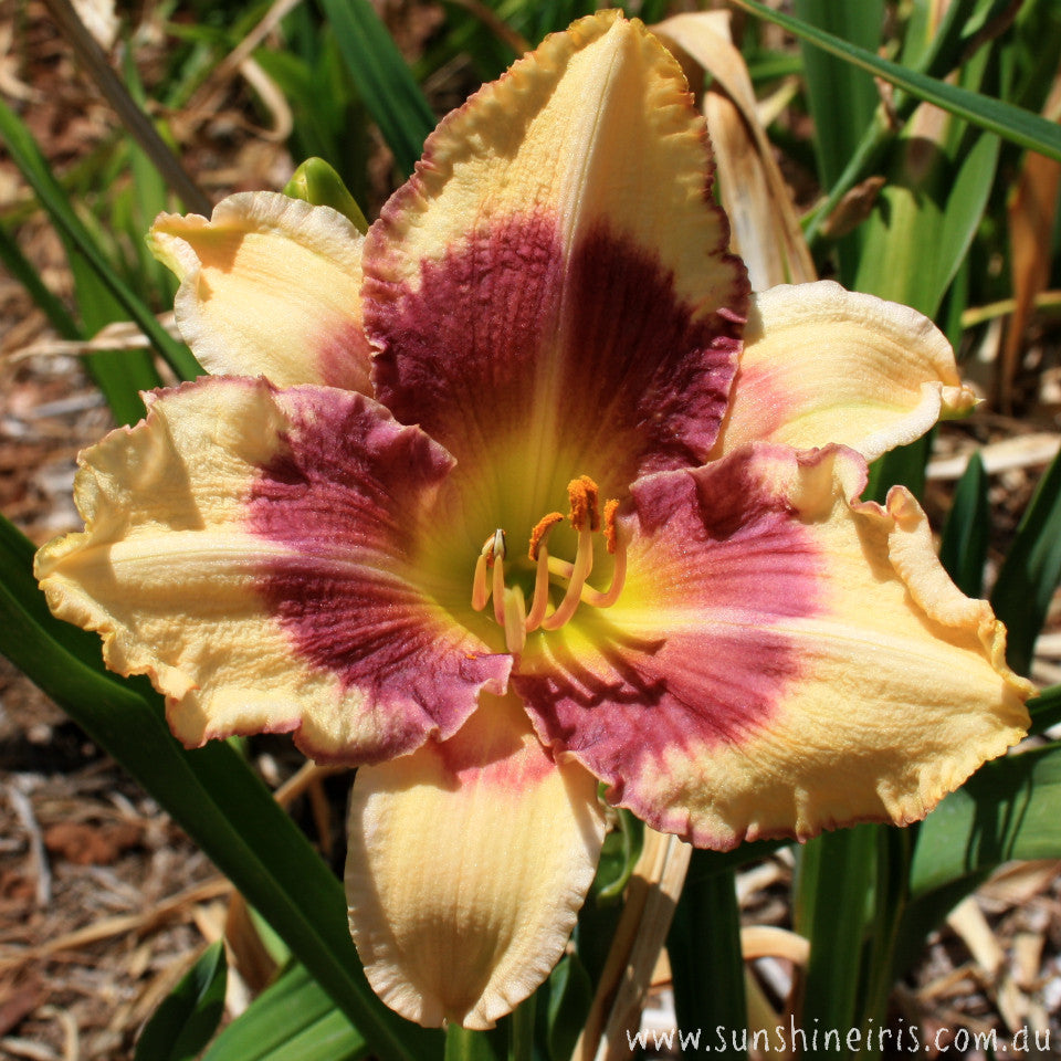 Cindy's Eye - Large Daylily