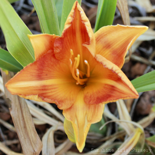 Citrix - Large Daylily