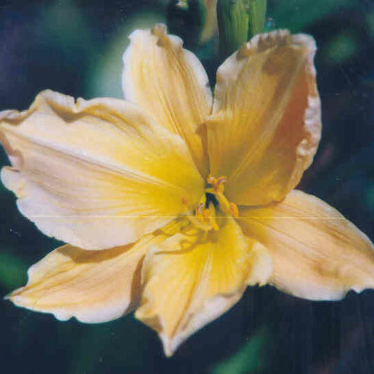 Clarence Simon - Large Daylily