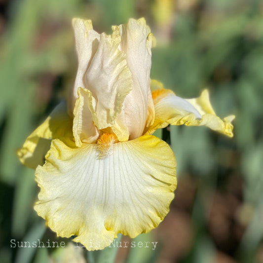 Classico - Tall Bearded Iris