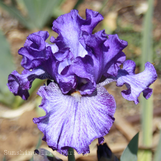 Claudia Barton Blair - Tall Bearded Iris