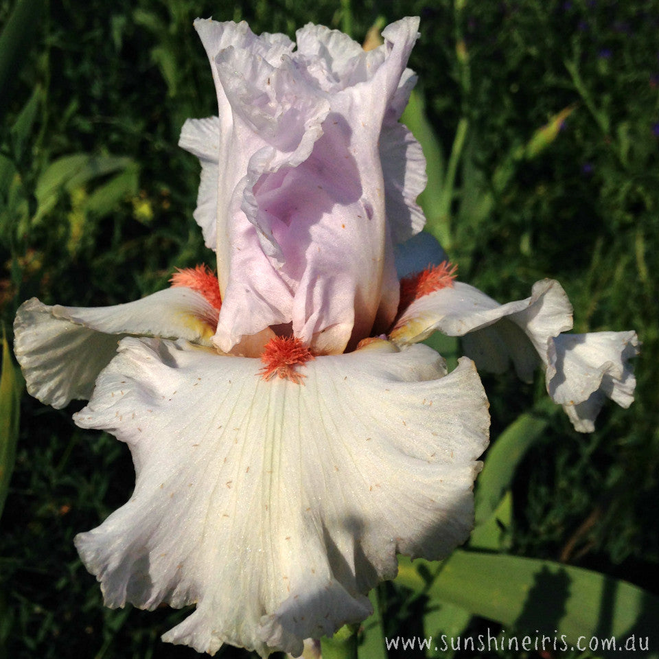 Cloud Berry - Tall Bearded Iris