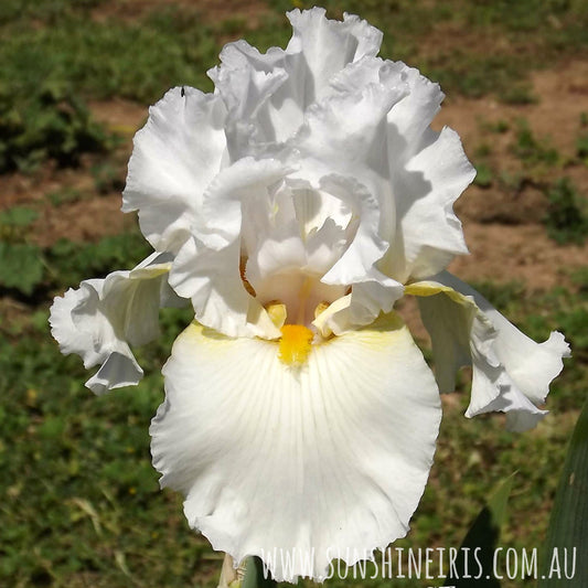 Cloudburst - Tall Bearded Iris