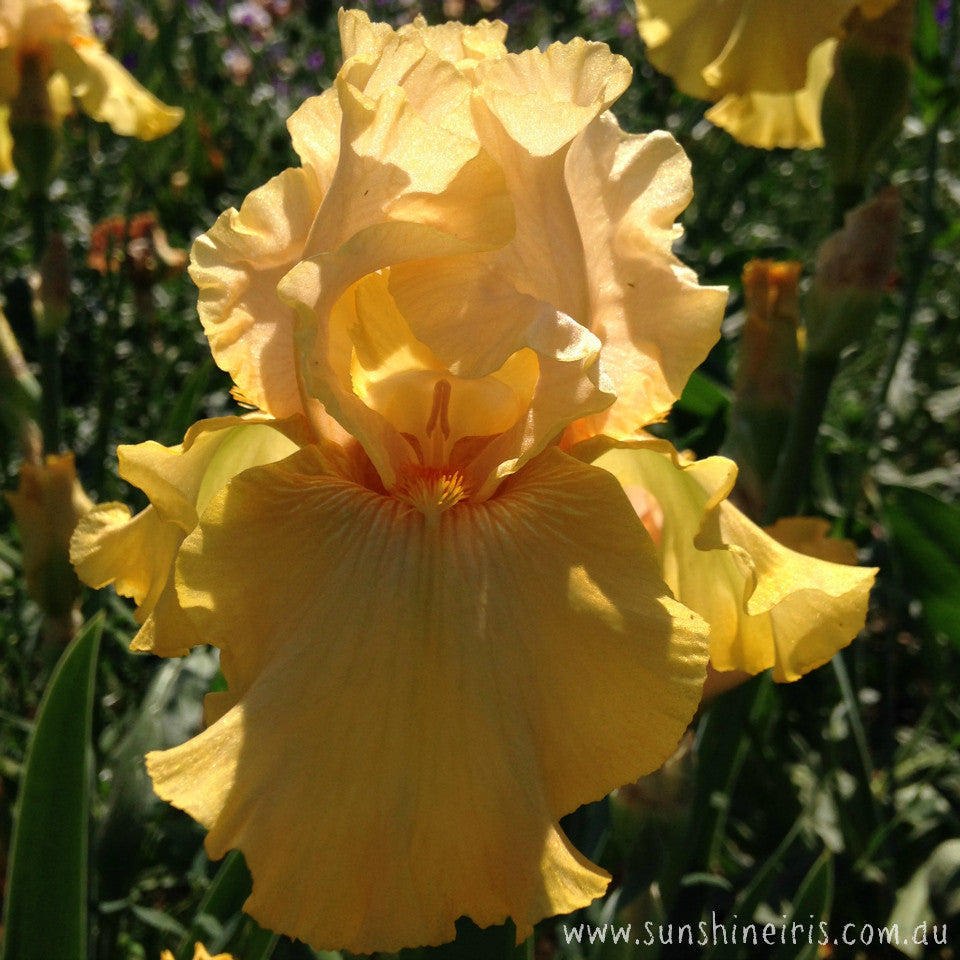 Cmon Lleyton - Tall Bearded Iris