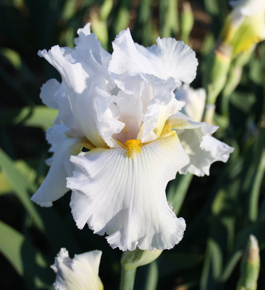 Coconut Ice - Tall Bearded Iris