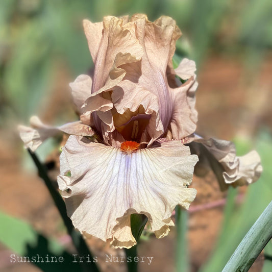 Coffee Trader - Tall Bearded Iris