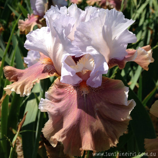 Colour Page - Tall Bearded Iris