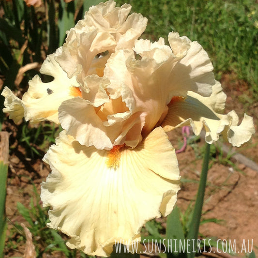 Comes The Dawn - Tall Bearded Iris