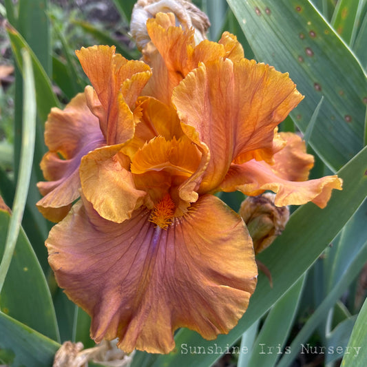 Coming Alive - Tall Bearded Iris